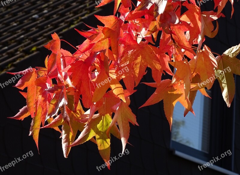 Autumn Red Leaves Discoloration Leaves Fall Foliage