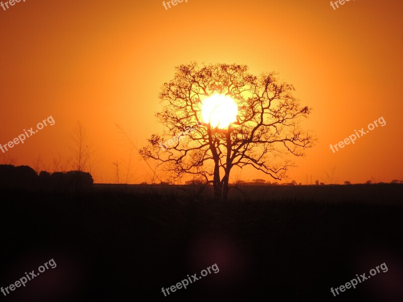 Sol Tree Powder Sunset Free Photos