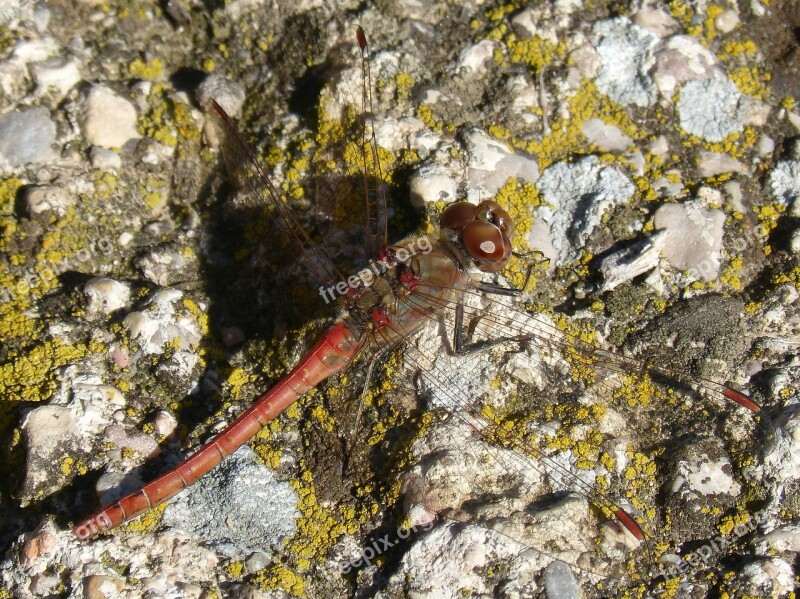 Dragonfly Red Dragonfly Rock Detail Winged Insect