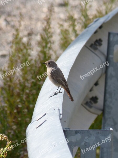 Bird Smoked Cotxa Black Redstart Phoenicurus Ochruros Guardrail