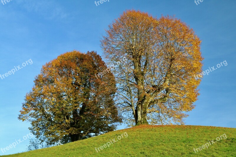 Trees Autumn Fall Foliage Leaves Free Photos