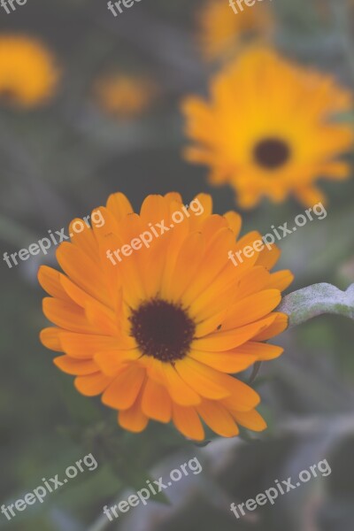 Gerbera Flower Plant Blossom Bloom