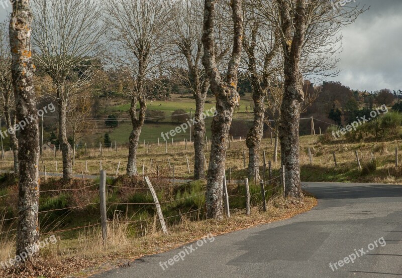 Lozere Field Road Oak Trees Winter