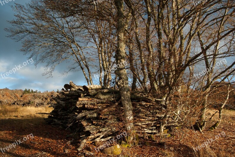 Wood Branches Wood Pile Heating Free Photos