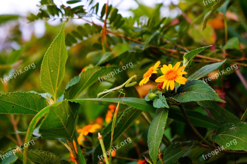 El Salvador Garden Insect Mantis Flowers