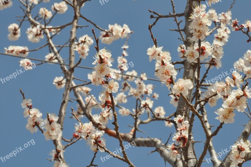 Shanxi Apricot Open Gorgeous Sky