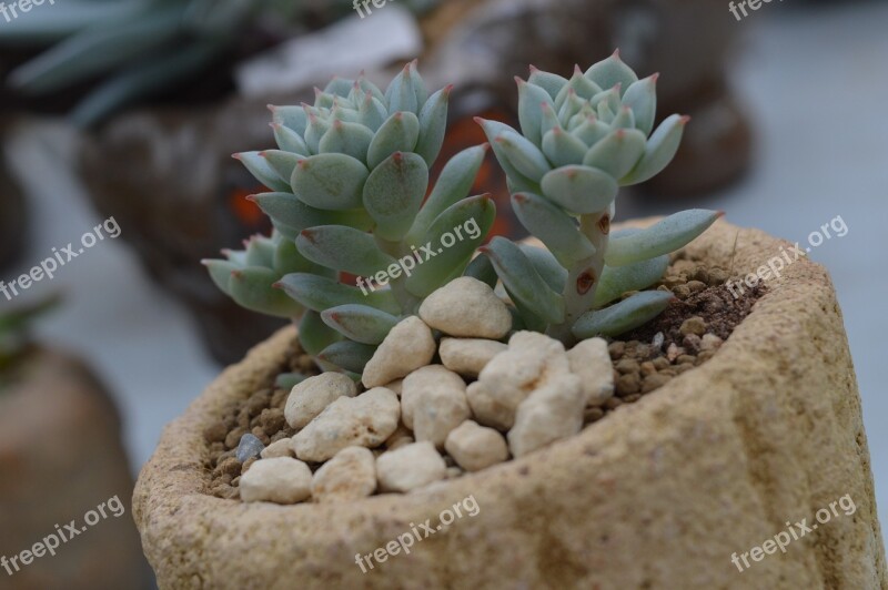 Succulent Plants Platter Potted Plants Free Photos