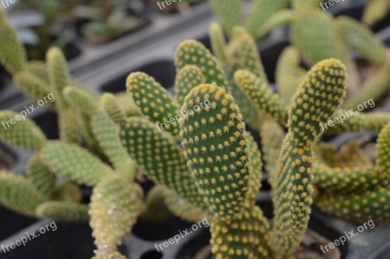 Plant Cactus The Fleshy Potted Plants Free Photos