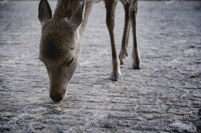 Deer Animal Creatures Free Photos