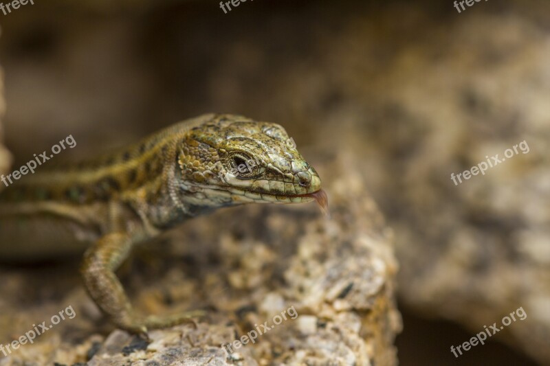 Nature Animals Lizard Salamander Macro