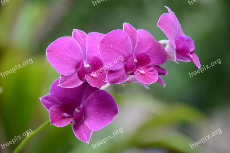 Orchid Purple Refreshing Spider Webs The Green