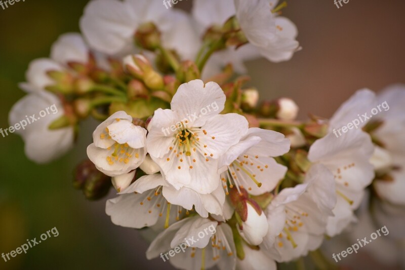 Flowers Bouquet White White Flowers Refreshing