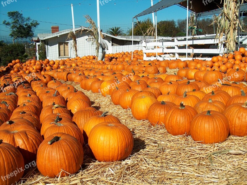 Pumkins Patch Pumkin Patch Redondo Beach California