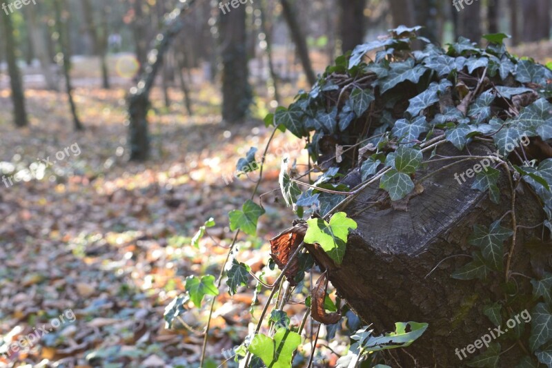 Autumn Bulgaria Mountain Leaf Timber