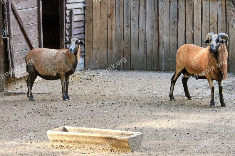 Sheep Bock Mutton Horn Horns