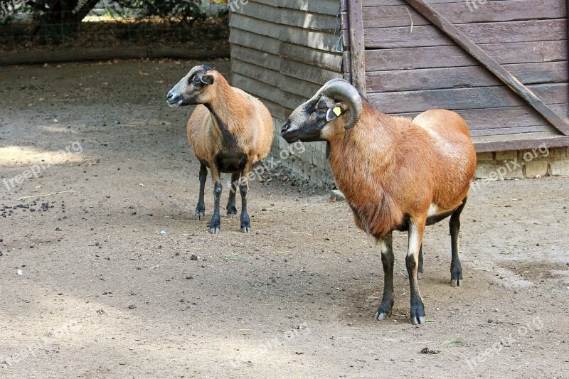 Bock Mutton Horn Horns Deer Park