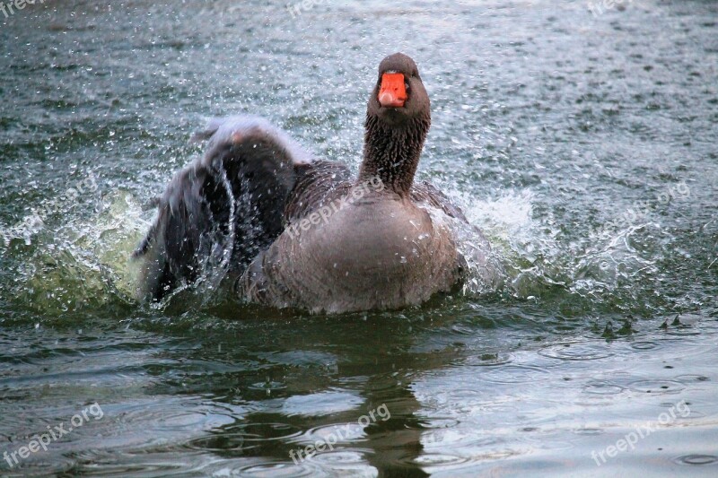 Goose Greylag Goose Preening Water Bird Waters