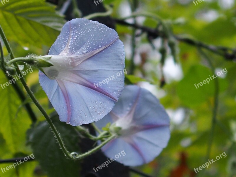 Light Blue Flower Wet Bindweed Free Photos