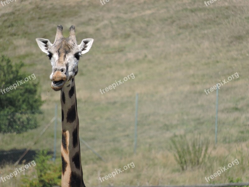 Giraffe Head Zoo The Prague Zoo Free Photos