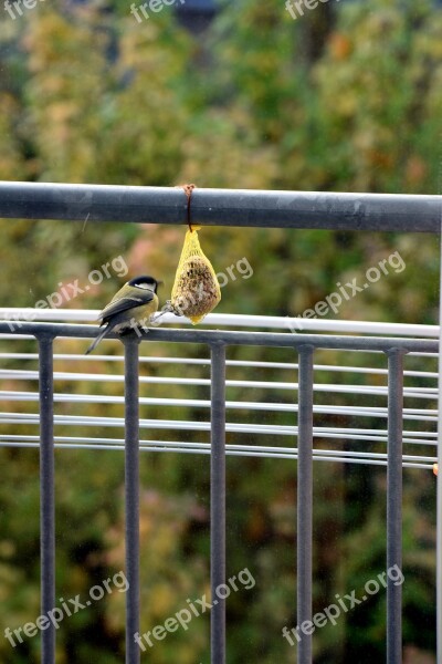 Sparrow Bird Food Animal Nature