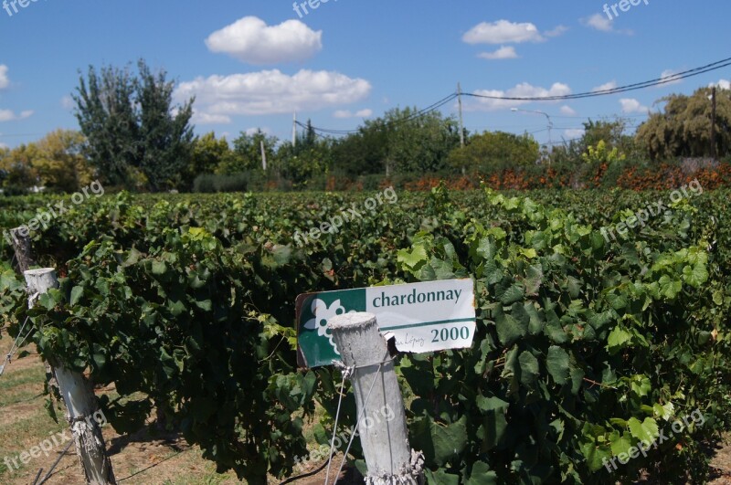 Vineyard Mendoza Wine Chardonnay Free Photos