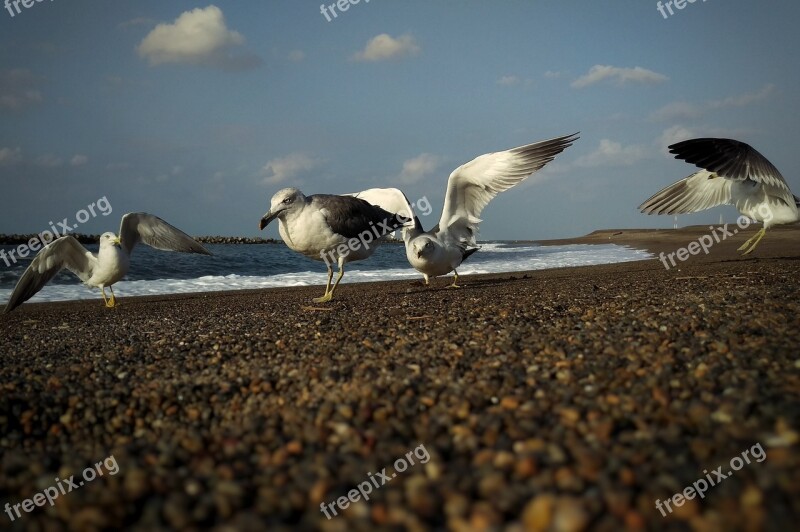 Sky Cloud Sea Beach Seagull