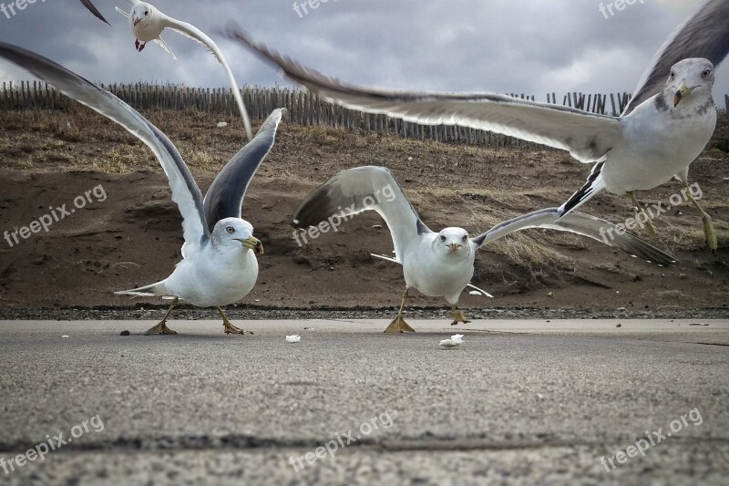 Beach Promenade Seagull Seabird Wild Birds