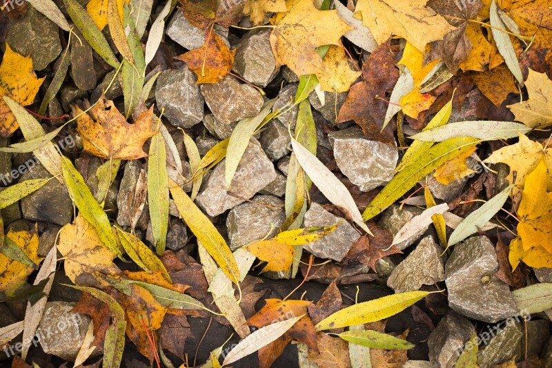 Leaves Foliage Stoves Autumn Long