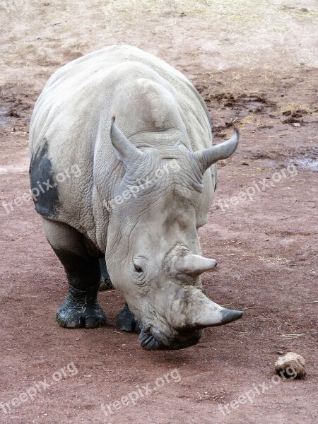 Animal Rhino Horn Endangered Species Rhinoceros