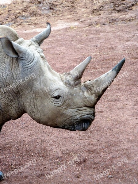 Animal Rhino Horn Mammal Rhinoceros