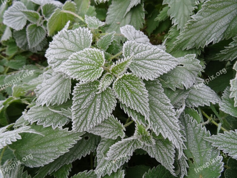 Nettles Frosted Garden Weed Free Photos