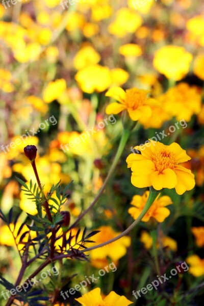 Field Of Flowers Marigold Yellow Autumn Graveyard Flower Meadow