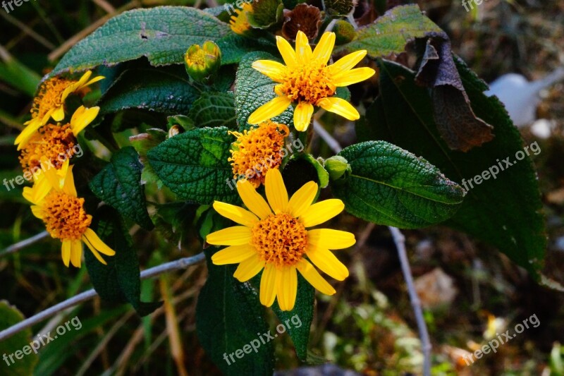 El Salvador Garden Yellow Green Nature