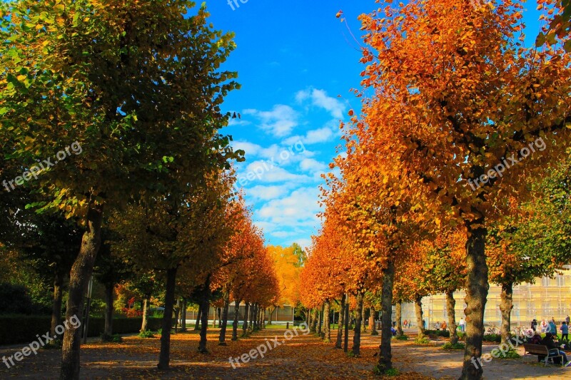 Autumn Golden Autumn Trees Tree In The Fall Autumn Mood