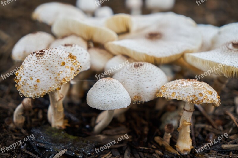 Mushroom Nature Plant Beauty Seed