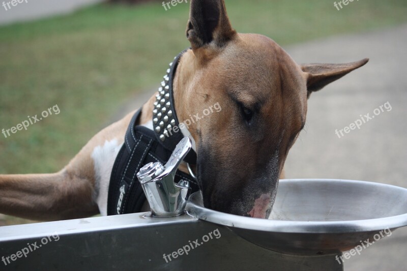 Bull Terrier English Bully Dog Red