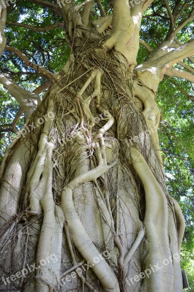 Kirstenbosch Botanical Gardens Cape Town Tree Roots Nature