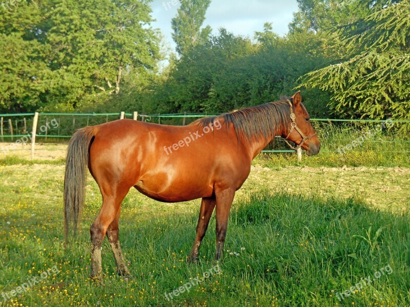 Horse Pure Arab Blood Horse Breeding Equine Horses