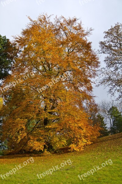 Autumn Tree Leaves Leaves In The Autumn Light