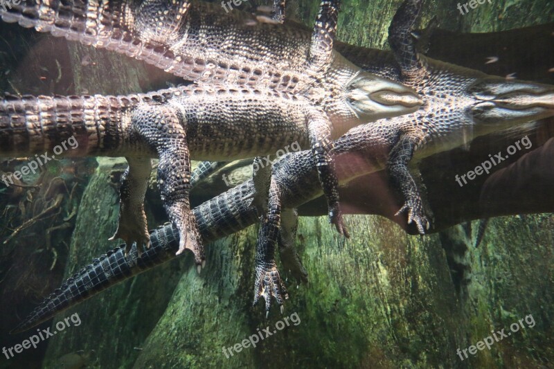 Alligator Swimming Marsh Reptile Swamp