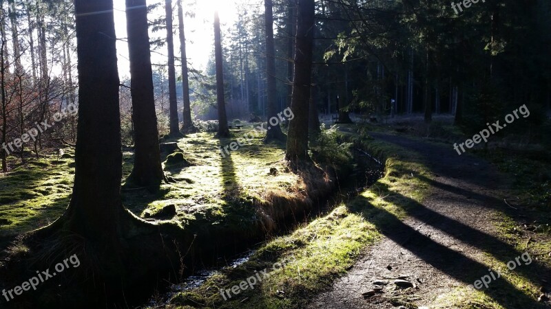 Forest Walk Nature Hiking Altenau