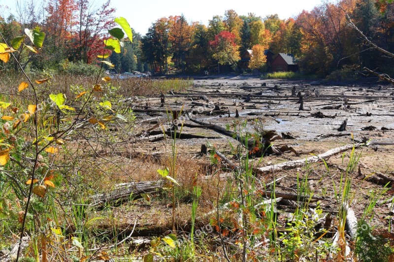 Swamp Cottage Cottage Country Forest Trees