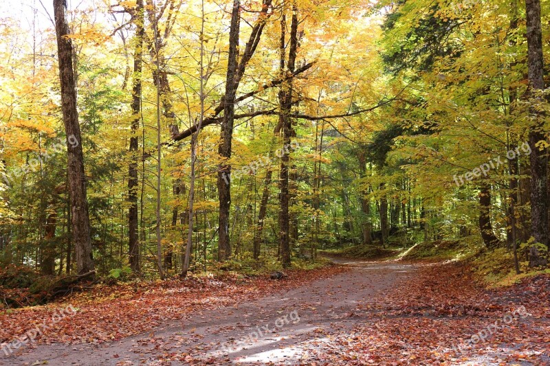 Forest Autumn Trees Leaves Landscape