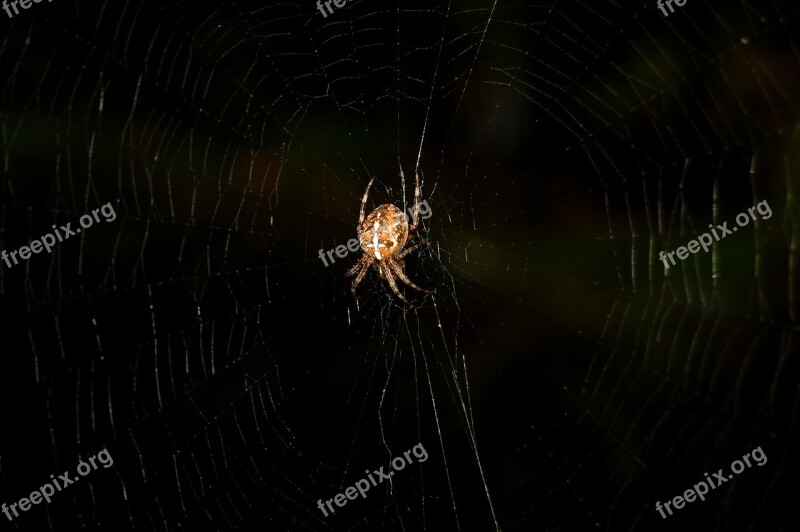 Spider Out Dark Nature Web