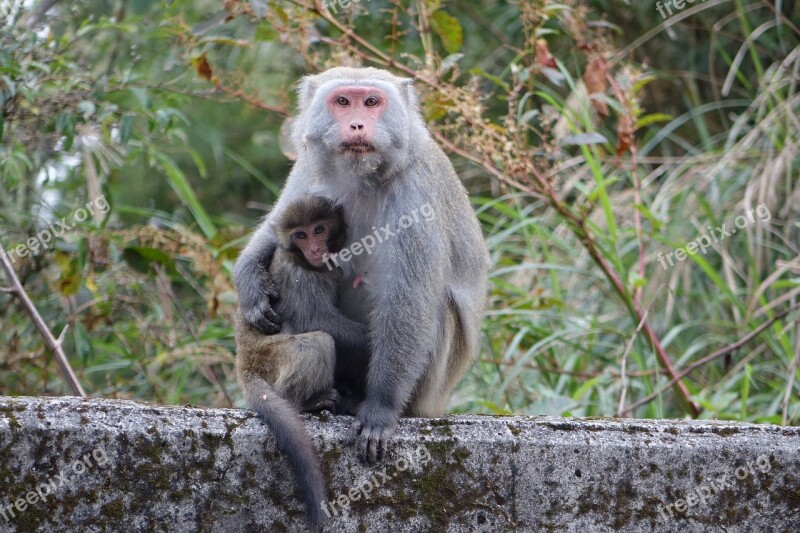 Monkey Taiwan Wild Monkeys Mother And Son Free Photos