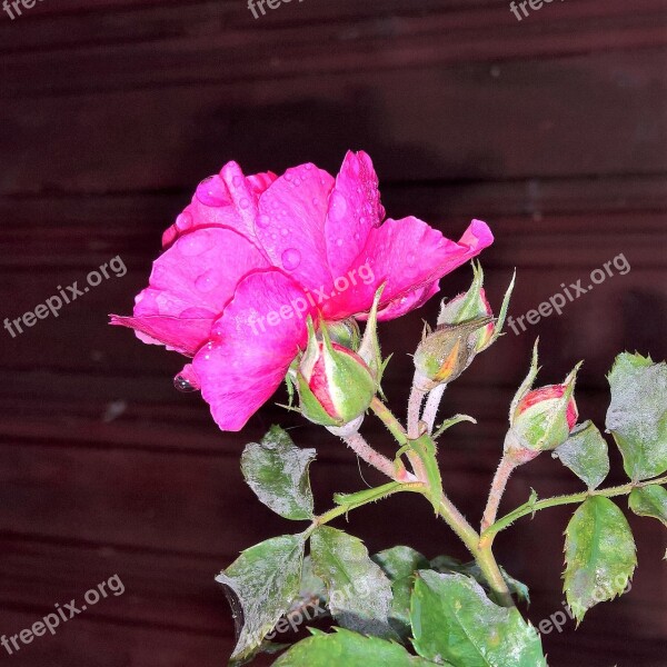 Autumn Flower Rose Climbing Rose Pink