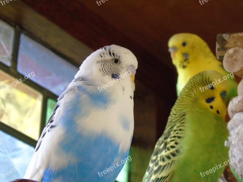 Budgie Parrot Bird Yellow Green