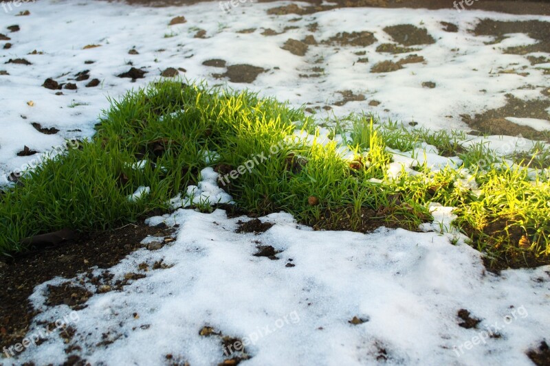 Snow Grass Spring Winter Sun Free Photos