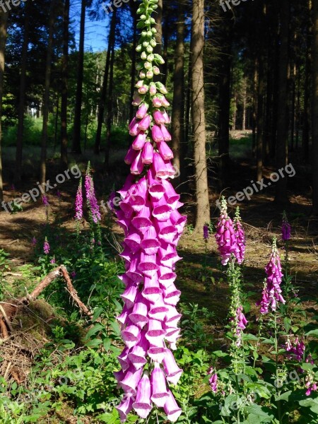 Thimble Forest Poisonous Plant Blossom Bloom