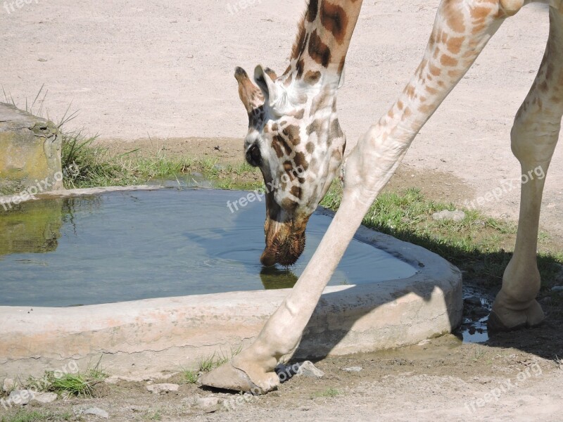 Giraffe Water Zoo The Prague Zoo Free Photos